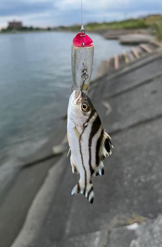 コトヒキの釣果