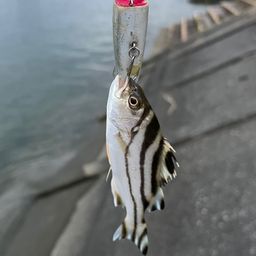 コトヒキ