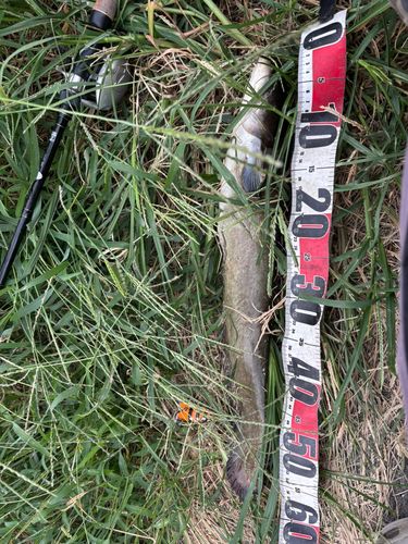 マナマズの釣果