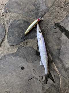 オニカマスの釣果