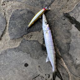 オニカマス