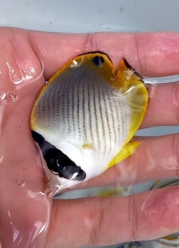 チョウチョウウオの釣果
