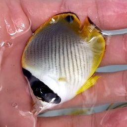 チョウチョウウオ