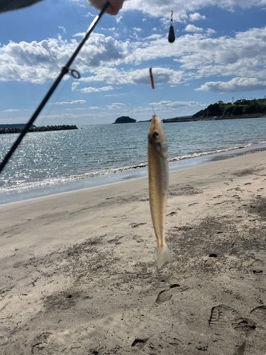 シロギスの釣果