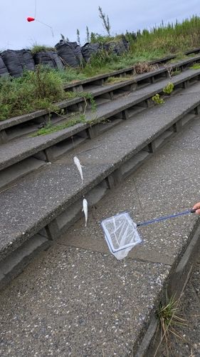 コトヒキの釣果
