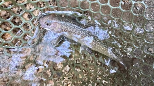 イワナの釣果