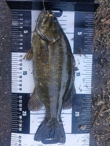 スモールマウスバスの釣果
