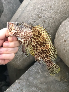 イシミーバイの釣果