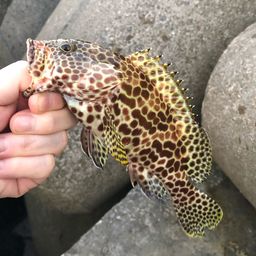 イシミーバイ