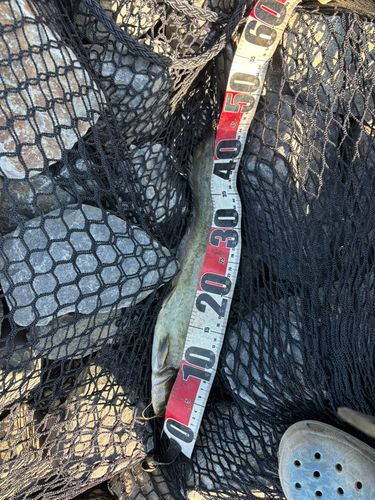 マナマズの釣果