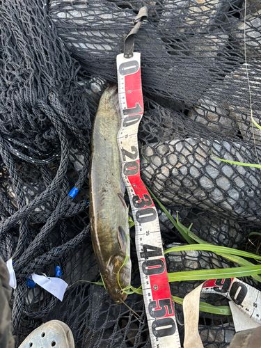 マナマズの釣果