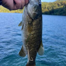 スモールマウスバス