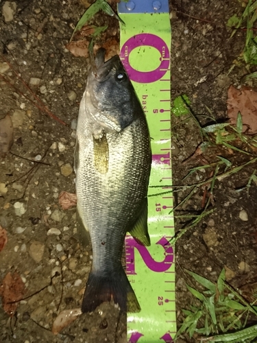 ブラックバスの釣果