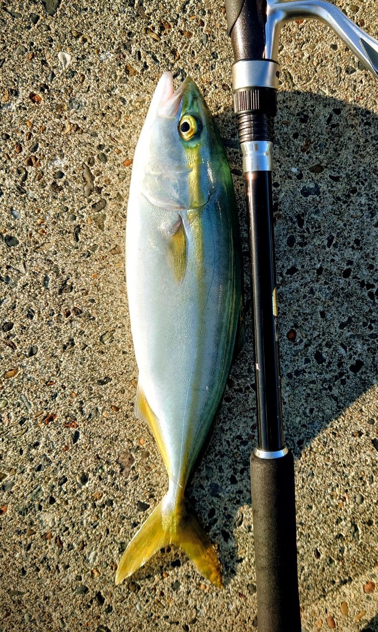 美品 淡水試投のみ シーバスロッド ソルティーアドバンス S96M シーバス SHIMANO 19ソルティーアドバンス SEABASS S96MLの最安値