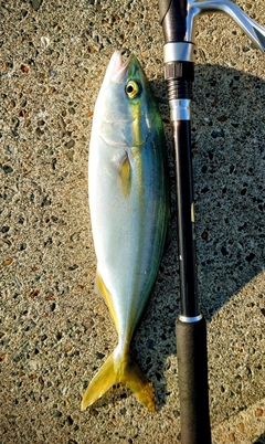 ワカシの釣果