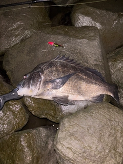 クロダイの釣果