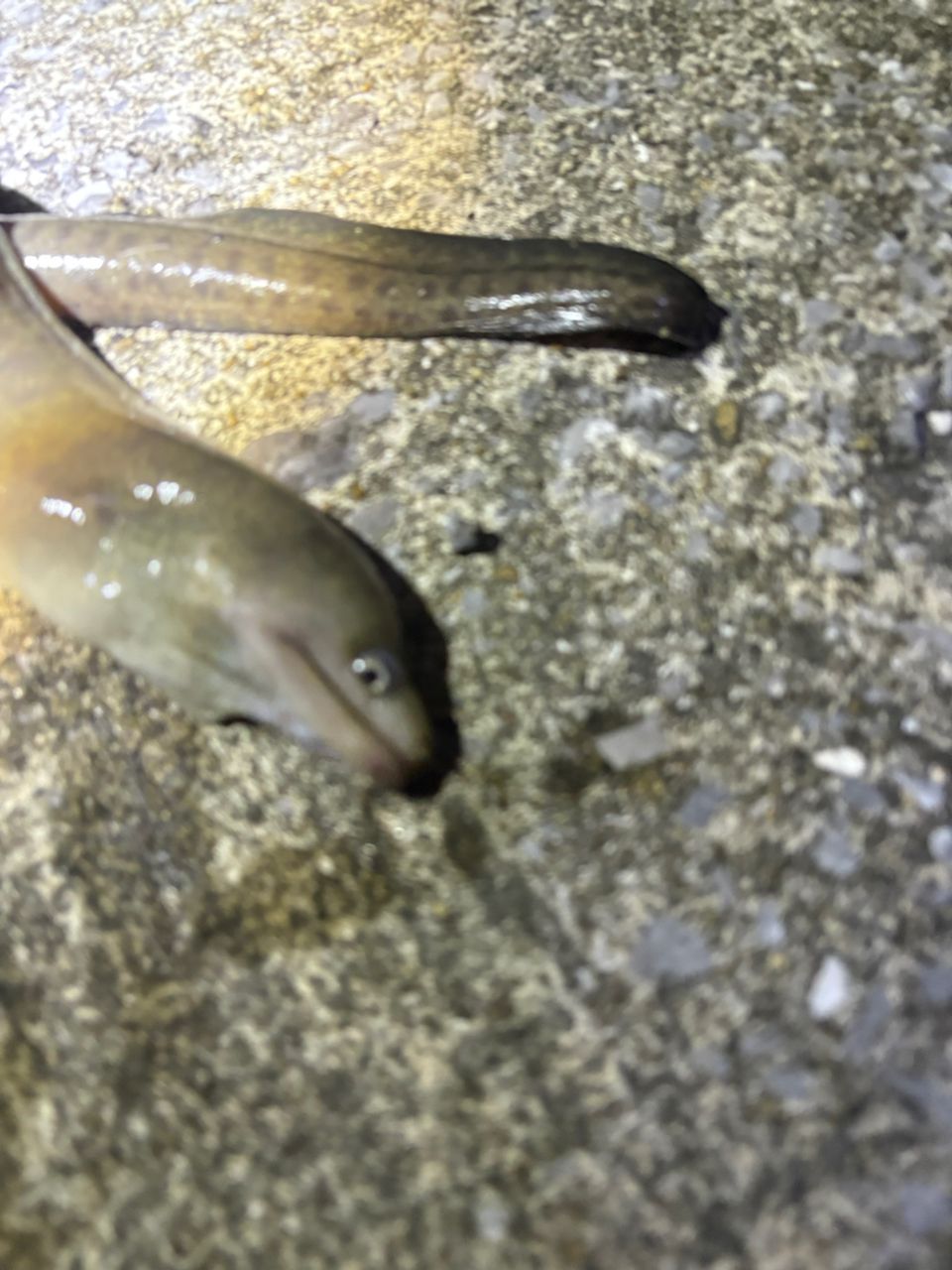 ウツボ