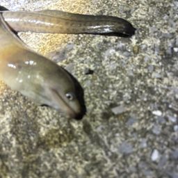 ウツボ