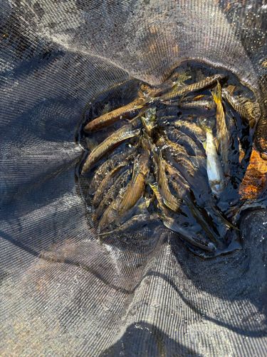 アユの釣果