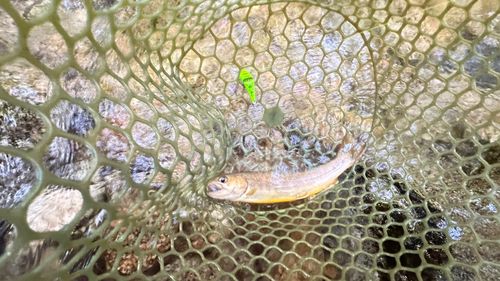イワナの釣果
