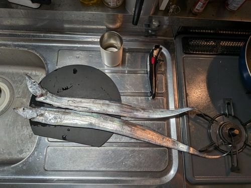 タチウオの釣果