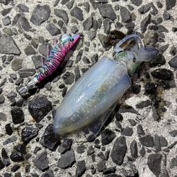 アオリイカ