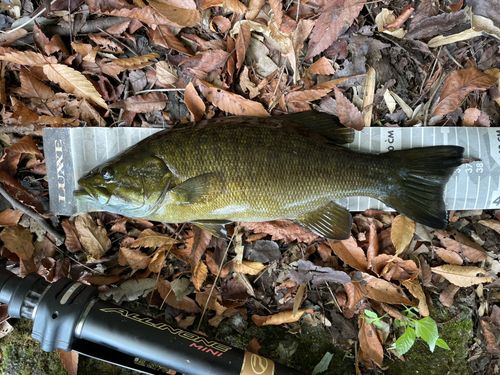 スモールマウスバスの釣果