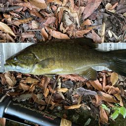 スモールマウスバス