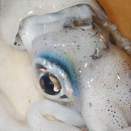 アオリイカ