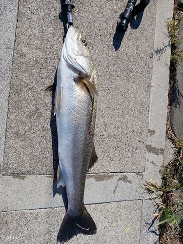 セイゴ（タイリクスズキ）の釣果