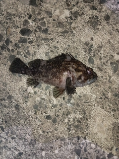 オウゴンムラソイの釣果