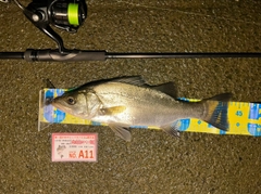 シーバスの釣果