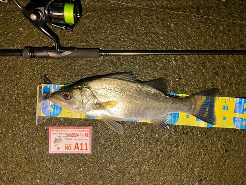 シーバスの釣果