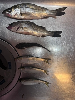 シーバスの釣果
