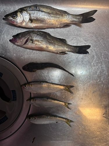 シーバスの釣果