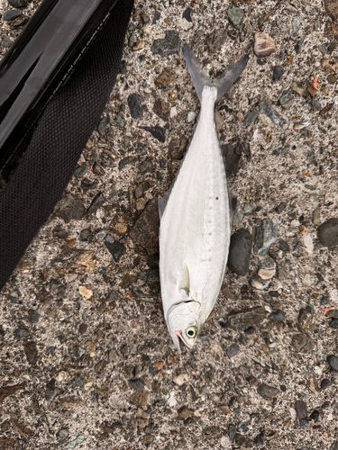 イケカツオの釣果