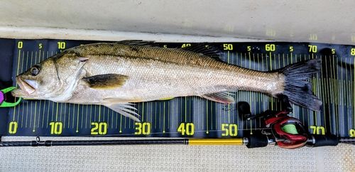 シーバスの釣果
