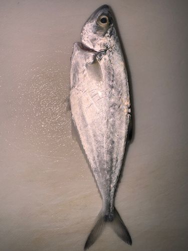 コバンアジの釣果