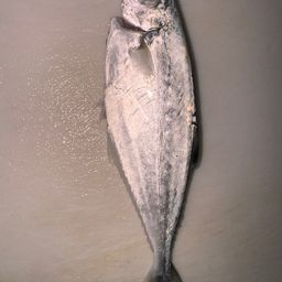 コバンアジ