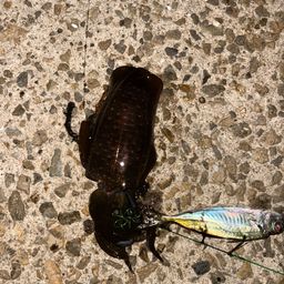 アオリイカ