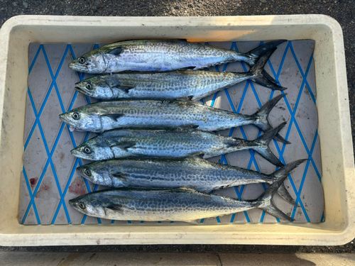 サゴシの釣果