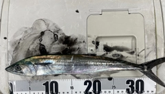 サゴシの釣果