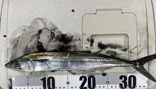 サゴシの釣果