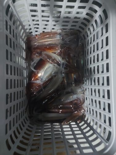 越喜来湾