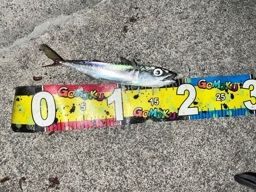 サバの釣果