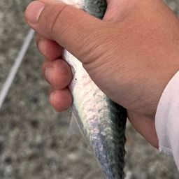 サバ
