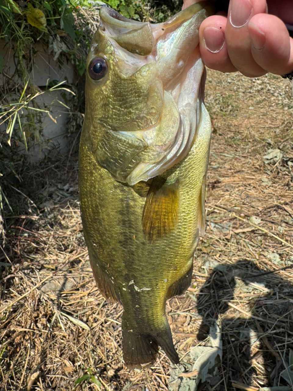 JACKALL BPM 2PCS B2-C63MLBFの最安値・インプレ・釣果 | 本音の口コミ