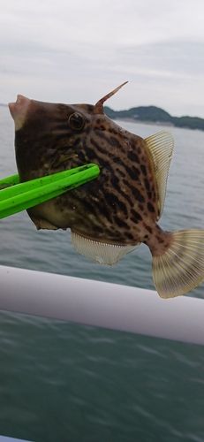 カワハギの釣果