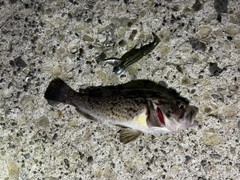クロソイの釣果