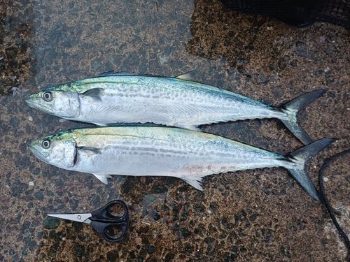 サゴシの釣果